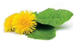 Salvia Paradise Dandelion - tinktúra bez alkoholu (50 ml)